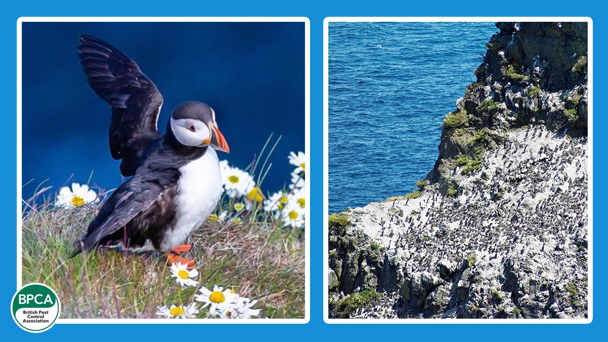 hero2pelgar-rathlin-island-story-hero